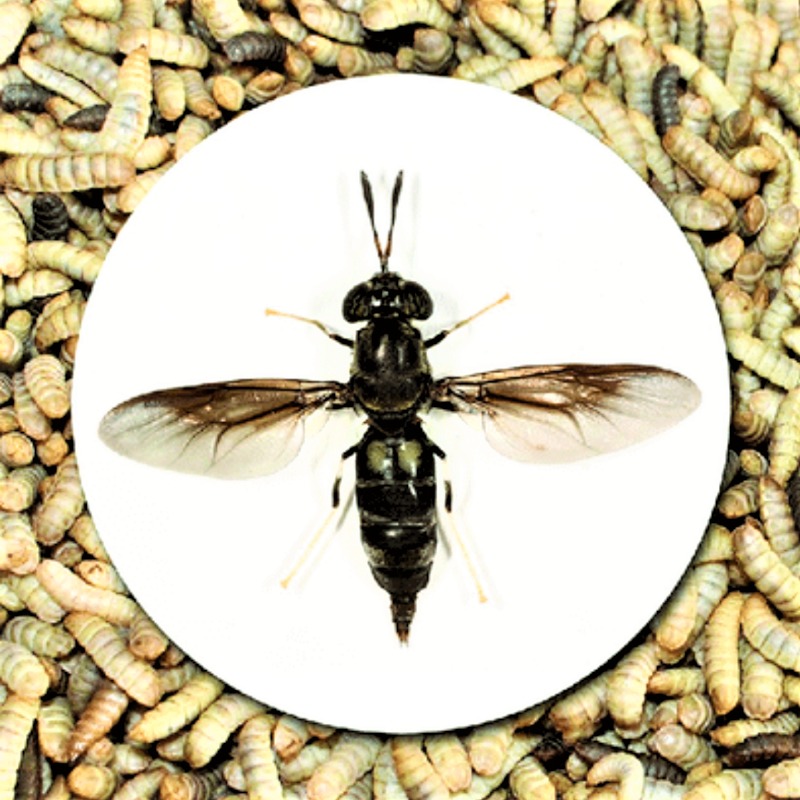 Boilies – larva muchy čierneho vojaka – 1 kg